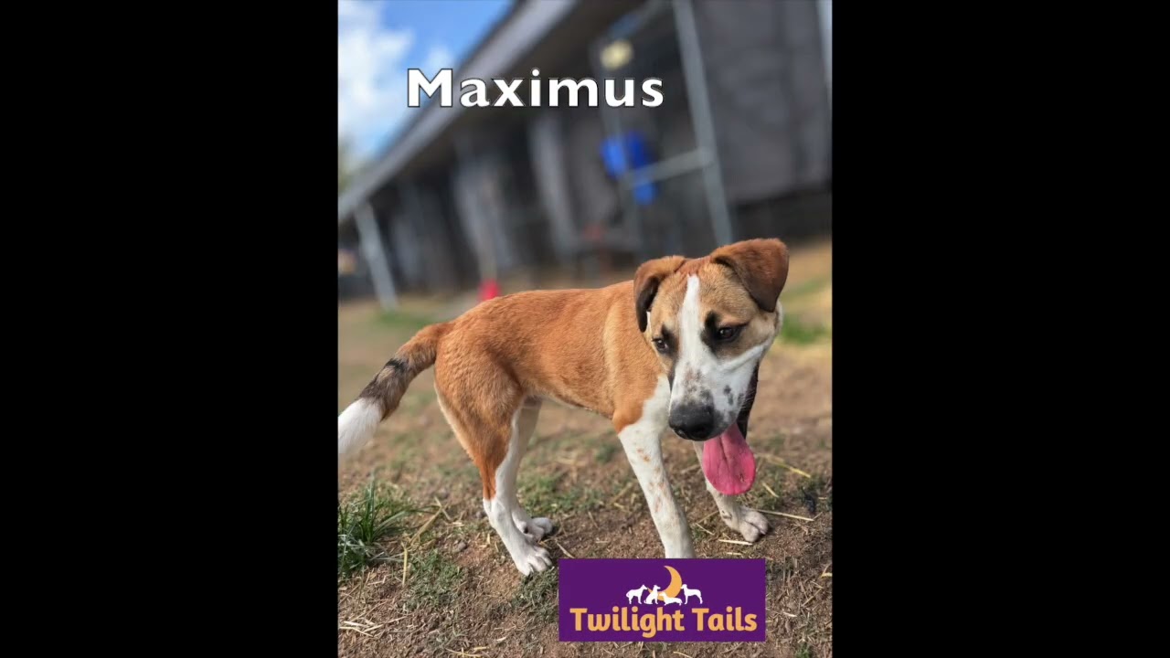 Enlarge Maximus (Just call me Max), a Adoptable mixed breed in Portage, MI video 2/6