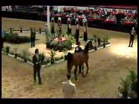 Kharrea PGA  Las Vegas Breeders World Cup Junior Champion Filly US National Champion Mare. 