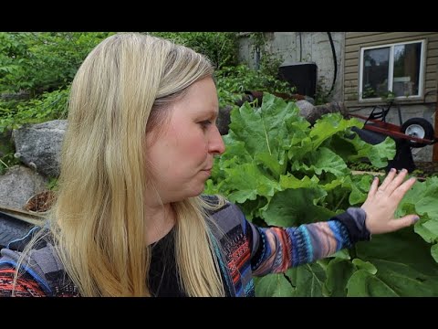 All you need to know about Rhubarb and Rhubarb Buttermilk Cake Recipe