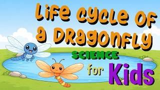 Life cycle of a Dragonfly | Science for Kids