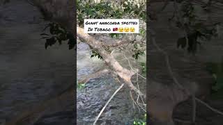 Download lagu OMG 😱 BIG SNAKE 🐍 #tobago #caribbean #youtubeshorts #snake #scary #trinidad #waitforit #suspense mp3