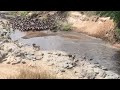 Male lion hunts wildebeest while they are migrating