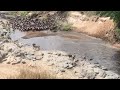 Male Lion Hunts Wildebeest While They Are Migrating
