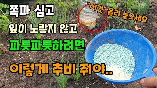 쪽파심는시기방법 쪽파 잎이 누렇지 않고 파릇파릇하려면 이렇게 해야 막걸리트랩을 설치하면 해충피해가 없어요 쪽…