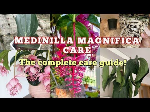 , title : 'PLANT CARE GUIDES MEDINILLA MAGNIFICA'