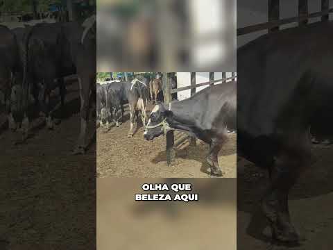 As melhores vacas leiteiras da Fazenda Salgadinho Pernambuco #nordeste