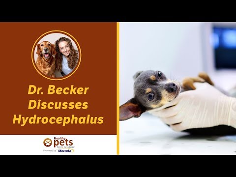 Dr. Becker Discusses Hydrocephalus