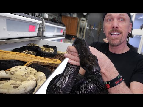 How To Breed Boa Constrictors like a Professional