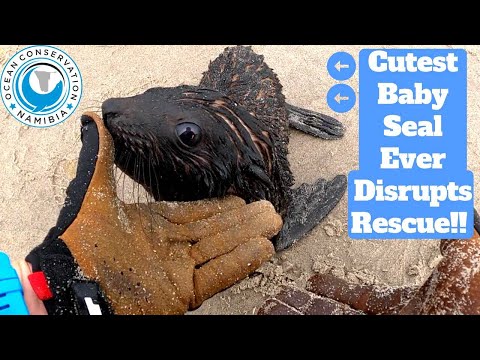 Cutest Baby Seal Ever Disrupts Rescue