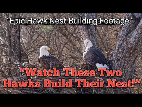 Amazing Hawks Nest Building: Watch Red-tailed Hawks at Work! #viralanimalsvideo