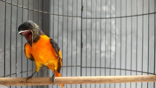 Download lagu BURUNG MANTENAN GACOR TERBAIK BUAT MASTERAN mp3