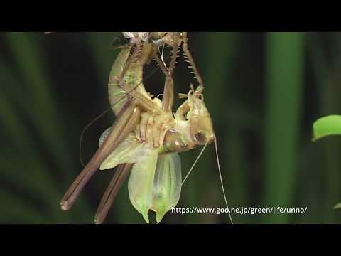 キリギリスの羽化