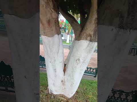 escuela de san antonio de fernandez jalisco