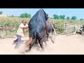 Top Bull Rajasthan Live Meeting Buffalo Full Service Gill Dairy Rajasthan