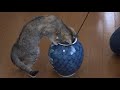 Cute Kittens in Japan　かわいい猫動画【cute and funny cats of 4 months after birth】  【子猫】just laugh