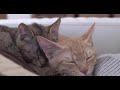 Cute Kittens in Japan　かわいい猫動画【cute and funny cats of 4 months after birth】  【子猫】just laugh