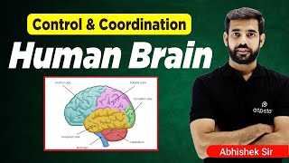 Human Brain |  Control and Coordination Class 10 | NTSE Biology | ATP STAR KOTA