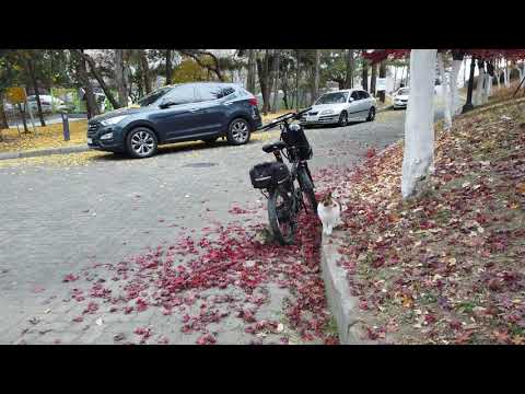 【4K. Seoul】 Two street cats staying under my e-bike