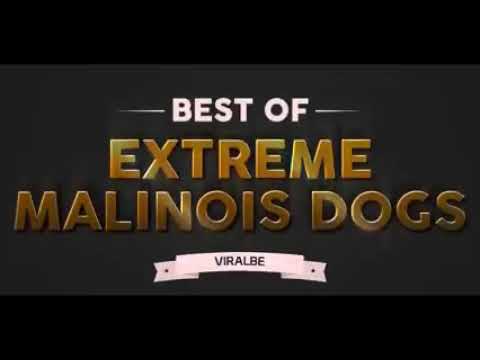 BEST OF EXTREME MALINOIS DOGS