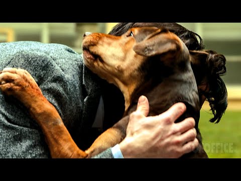 This dog finds the owner it lost 2 years ago 🥺 | A Dog's Way Home | CLIP