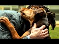 This Dog Finds The Owner It Lost 2 Years Ago A Dog S Way Home CLIP