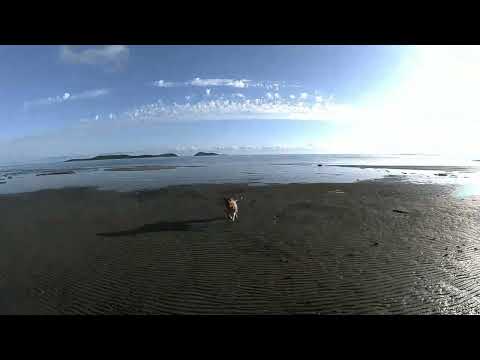 Stehp5 FPV : a la Plage  DRONE & DOG    10 04 2023