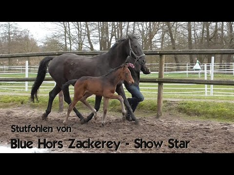 Stutfohlen von Blue Hors Zackerey -  Show Star