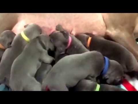Wheniford & Jake's litter of 9 Blue Weimaraner puppies