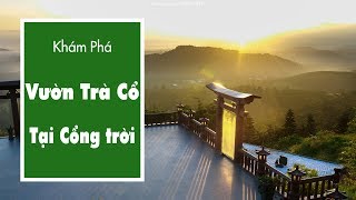 Khám Phá Vườn Chè Cổ Thụ Tại Cổng Trời Linh Quy Pháp Ấn