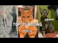 Kompilasi Video Lucu Top 25 Kucing Lucu Bikin Ngakak