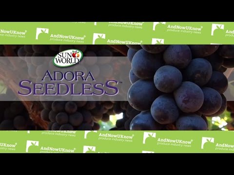 AndNowUKnow - Sun-World Adora Seedless - Behind the Greens