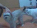 Toyi And Choychoy 1