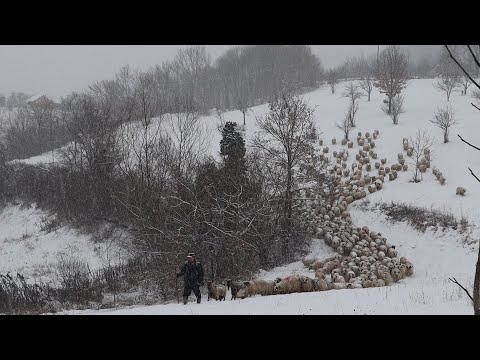 Păstorit în IARNĂ (lupta albă) cu ciobanul ILIE | OILE și CÂINII lui Achim Ilie din REMECIOARA MM