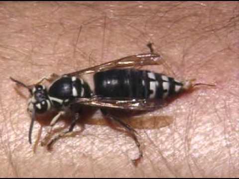 Deadly Bugs - Documentary