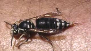 Deadly Bugs - Documentary