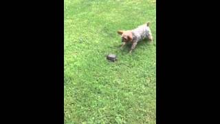 HEY GET OUTTA MY YARD!!