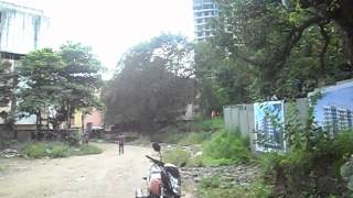 Cosmos Orchid Blossom