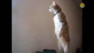funny cat vidios Cat Standing Up On Two Legs Compilation