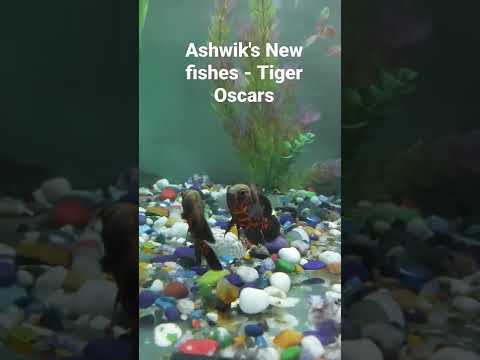 Ashwik's New fishes - Tiger Oscars