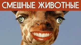 🙉 СМЕШНЫЕ ЖИВОТНЫЕ ДО СЛЁЗ 🐷🐱🐻🐴 ЛУЧШИЕ ПРИКОЛЫ С ЖИВОТНЫМИ 2017-2016 (ВАЙНЫ)