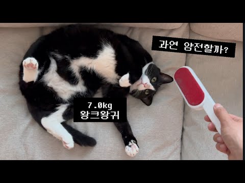 왕크왕귀 턱시도 보풀 제거해드리기