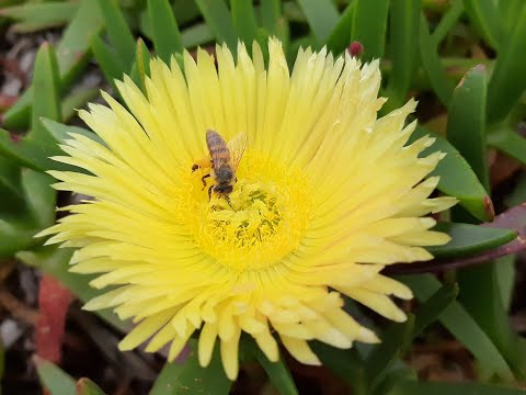 Bhramari Humming bee (Intermediary level)