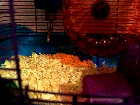 1st YouTube video about why is my hamster running around like crazy