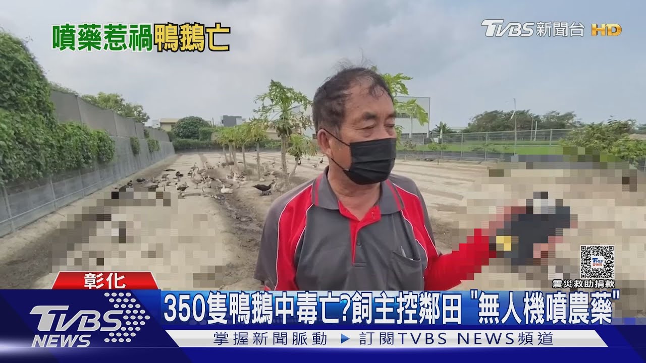 350隻鴨鵝中毒亡? 飼主控鄰田「無人機噴農藥」