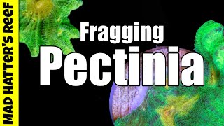 How to Frag Space Invader Pectinia Lettuce Coral