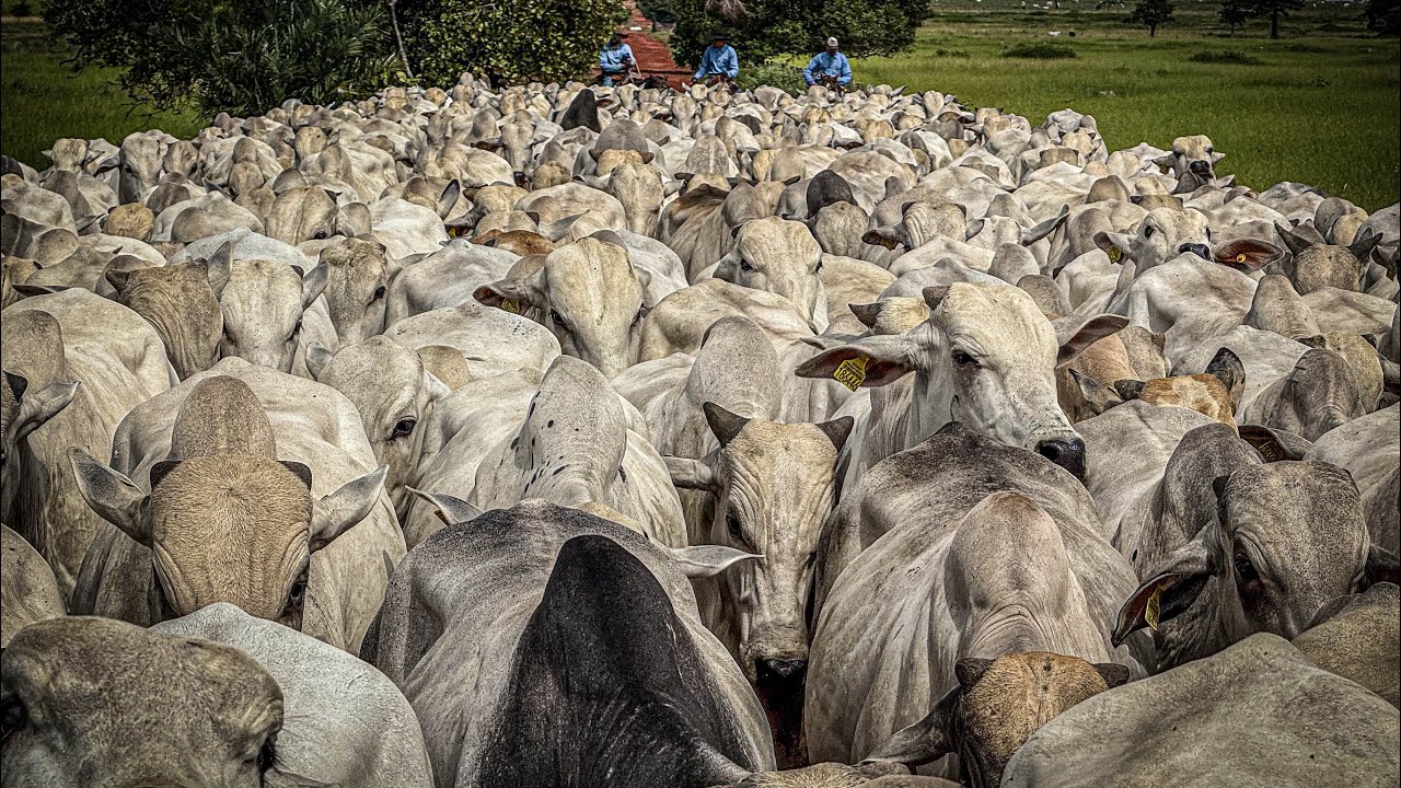 Último dia fazendo vermífugo no gado 🐂
