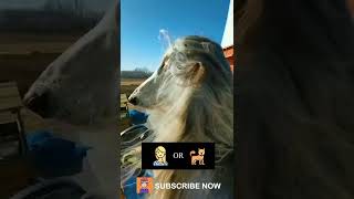 I literally thought she is girl | cute hound dog doing funny thing | VNC