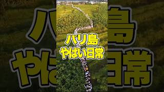 バリ島のやばい日常を見てほしい。