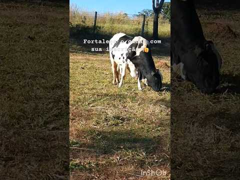 Mix #natureza #animais #liberdade #paz #mtb #zonarural