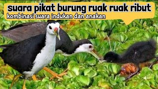 Download lagu suara pikat burung ruak ruak ribut kombinasi suara anakan dan indukan mp3